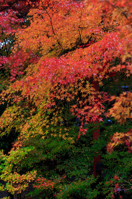 京都の紅葉2015・彩秋（鍬山神社）_f0155048_23164747.jpg