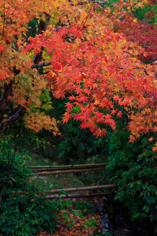 京都の紅葉2015・彩秋（鍬山神社）_f0155048_23184450.jpg