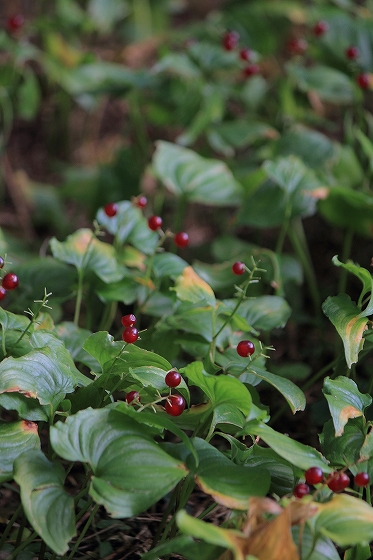 9月の六甲高山植物園の蝶と花たち　２_d0029353_2355733.jpg