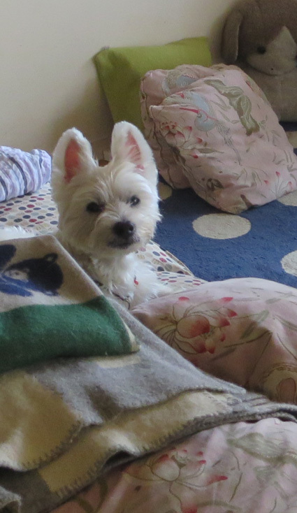 本犬いたってピンピン_b0107163_12101543.jpg