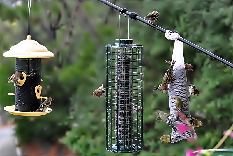 Birds at our deck feeder_a0126969_652207.jpg