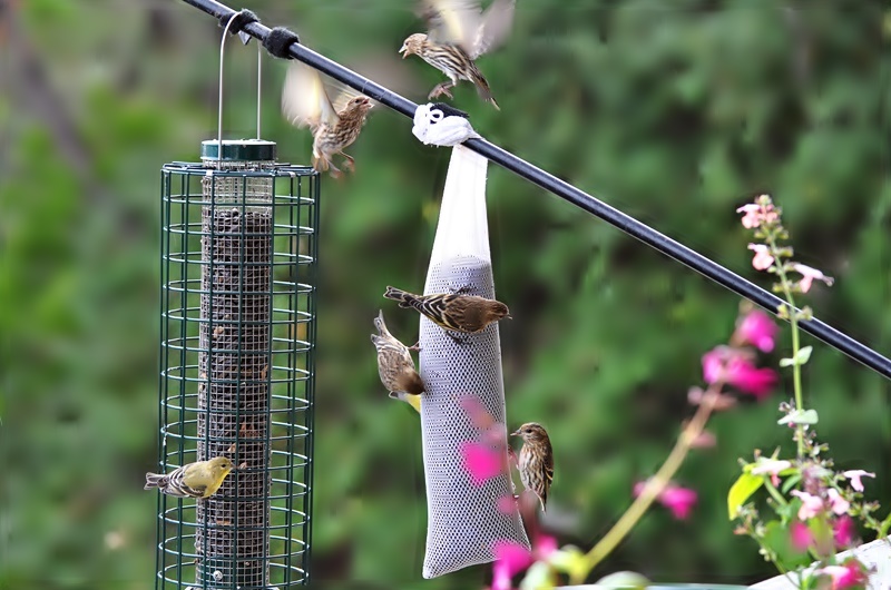 Birds at our deck feeder_a0126969_6524787.jpg