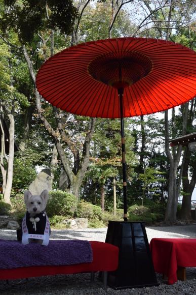 ♪ ダニエル 座間神社で七五三＆健康祈願～ヽ(*^^*)ノ ♪_b0242873_01184704.jpg