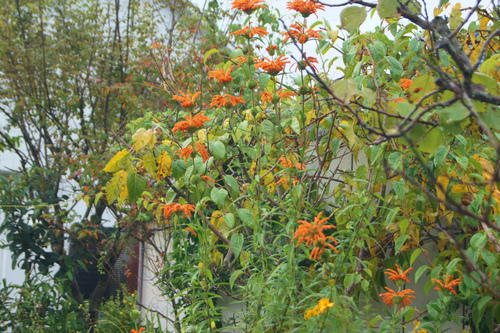 e0181373_21124428.jpg