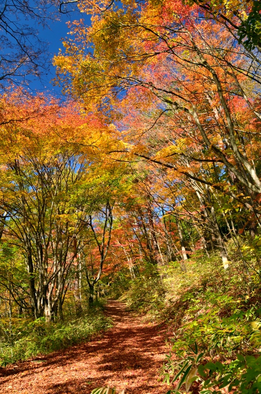 塩嶺御野立公園の紅葉_d0341880_7322041.jpg