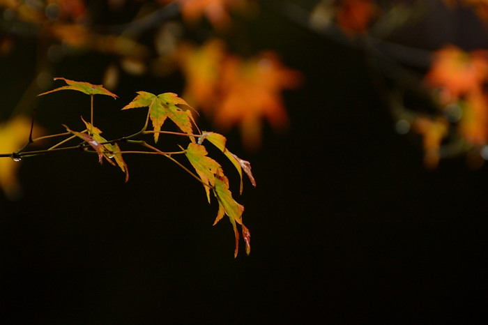 2015 11 09 水分峡の葉っぱ_a0143491_040254.jpg