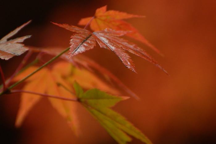 2015 11 09 水分峡の葉っぱ_a0143491_0414118.jpg