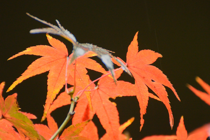 a0143491_0441011.jpg