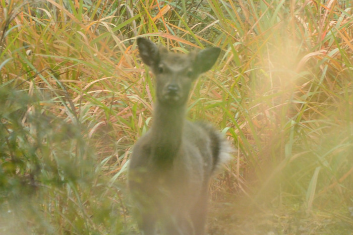 2015 11 09 水分峡の葉っぱ_a0143491_0582668.jpg