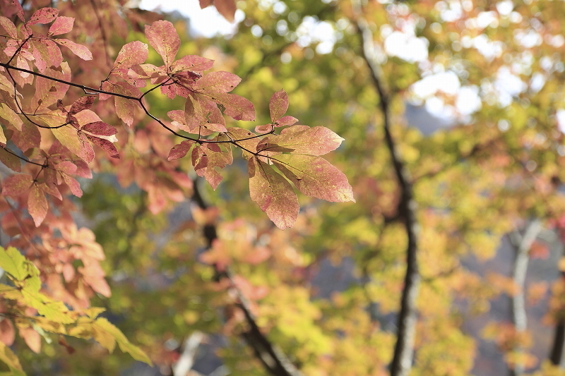 錦秋の大人の山歩き＠滝子山　2015.11.7(土)_c0213096_18585280.jpg