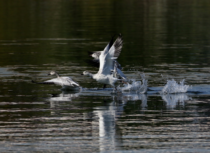 ハクガン幼鳥飛び出し姿_c0319902_10182297.jpg