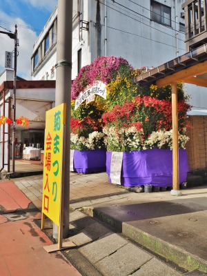 菊祭りが閉幕しました_c0336902_11271788.jpg