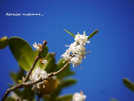 季節は巡る。晩秋の花。_c0098807_2049467.jpg