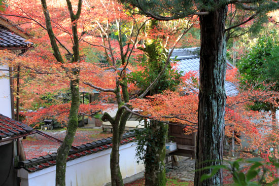 紅葉だより5　吟松寺_e0048413_2091812.jpg