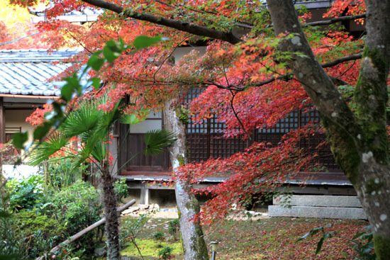 紅葉だより5　吟松寺_e0048413_2092995.jpg