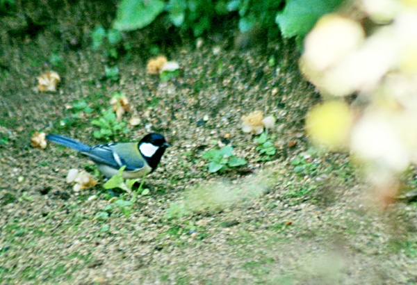 d0025414_1143881.jpg