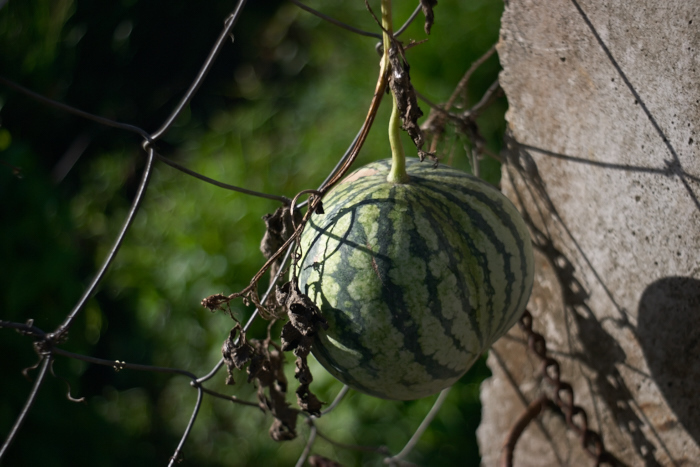 A watermelon fruited on our fence from one of the thrown seeds_e0202828_08413333.jpg