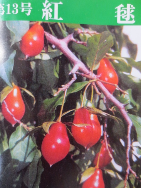 ローヤ柿（老鴉柿・老爺柿・ロウヤカキ）実の紹介 : 桐生さんのローヤ