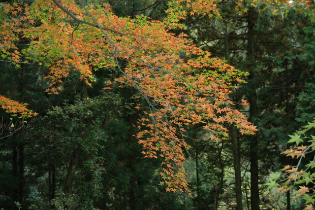 鎮南山の紅葉はぼちぼちだった！_e0272335_17411388.jpg