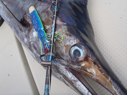 中部の海、新宮沖でマカジキ1本！！【カジキ・マグロトローリング】_f0009039_945165.jpg