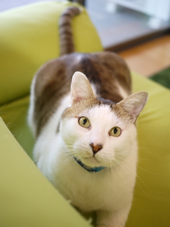 猫のお留守番 アメちゃんソラくん編。_a0143140_19492224.jpg