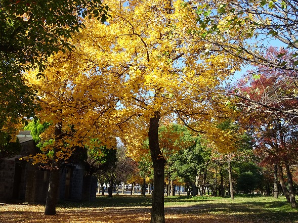 鶴見緑地の紅葉 彩の気まぐれ写真 鶴見緑地の紅葉 彩の気まぐれ写真