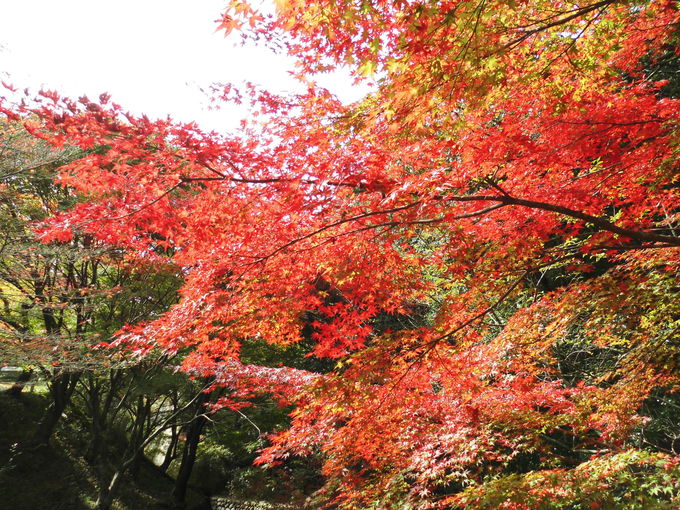 トレラン？黒髪山系 黒髪山～青螺山～牧ノ山 _a0206345_16305229.jpg