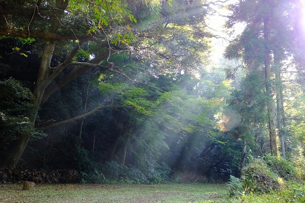 光のカーテン、山茶花など　　　　_b0236251_18204359.jpg