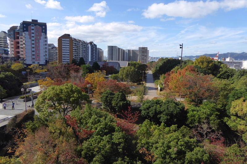 六甲アイランドの紅葉２、ドウダンツツジ、ヤマホウシの花と実_a0030958_2327470.jpg