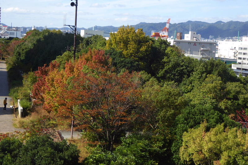 六甲アイランドの紅葉２、ドウダンツツジ、ヤマホウシの花と実_a0030958_2328480.jpg