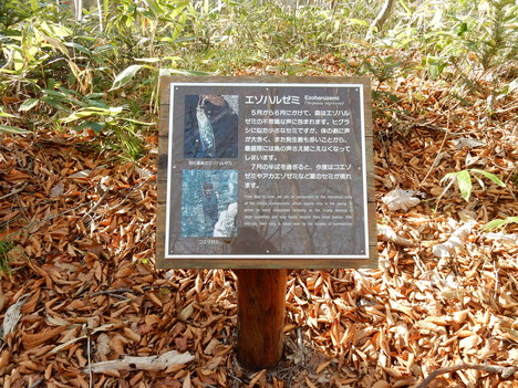 ’15,11,11(水)東北旅⑤蔦温泉!_f0060461_1163962.jpg