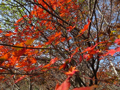 阿蘇・根子岳の紅黄葉_a0093965_2217380.jpg