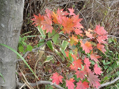 阿蘇・根子岳の紅黄葉_a0093965_222143100.jpg