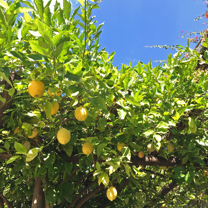 2015.08イタリアの旅③ポジターノのホテルイル サン ピエトロ ディ ポジターノIl San Pietro di Positano_b0154385_23493110.jpg