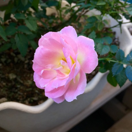 薔薇が咲いた…!_f0218886_845379.jpg