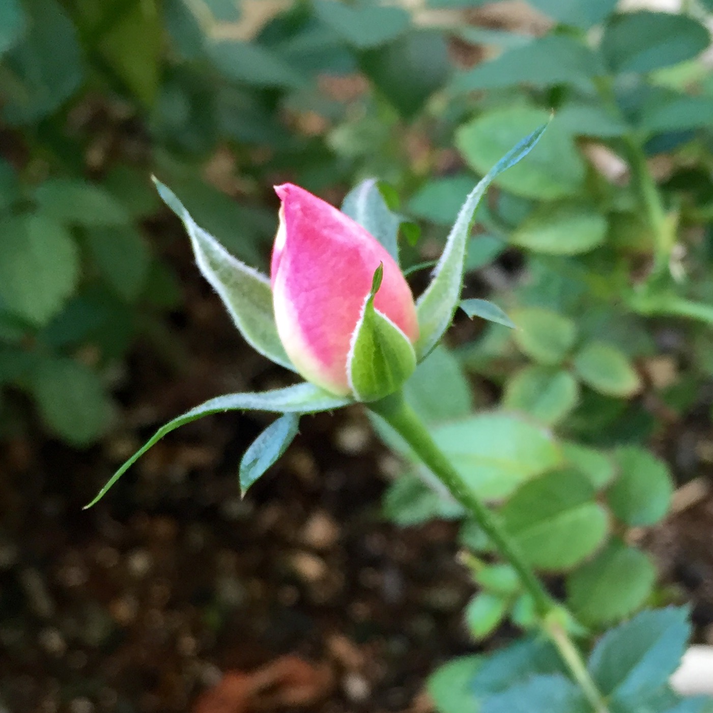 薔薇が咲いた…!_f0218886_845885.jpg