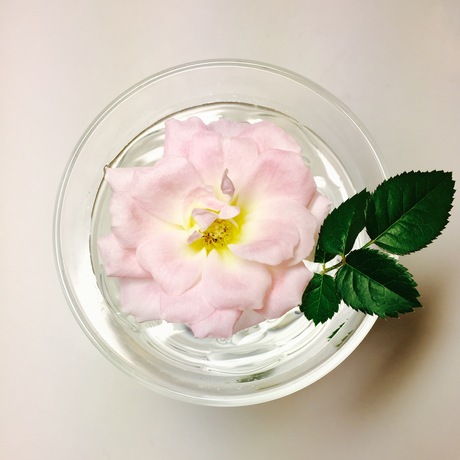 薔薇が咲いた…!_f0218886_8531729.jpg