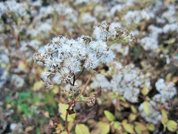 c0117898_2043233.jpg