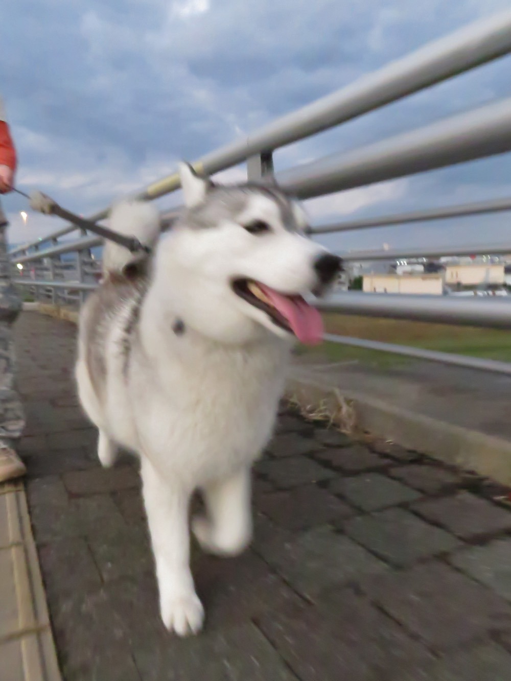 暗い朝~明るくいこう! (^o^)_c0049299_22293112.jpg