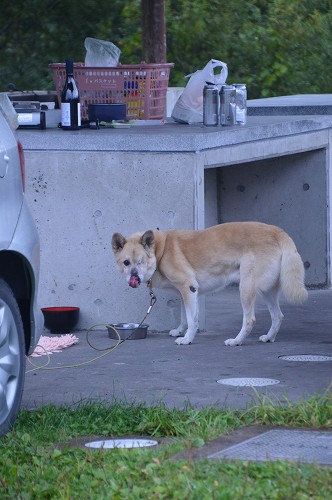 裏磐梯2013 ハチさんとキャンプ_c0124100_024580.jpg