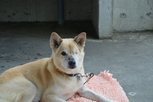 裏磐梯2013 ハチさんとキャンプ_c0124100_03968.jpg