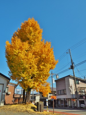 菊小屋の片付け_c0336902_18453231.jpg