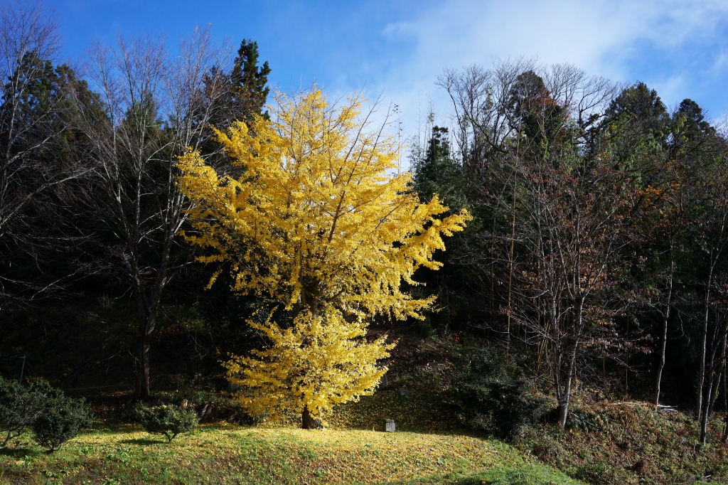 最後の紅葉_f0138305_213842.jpg