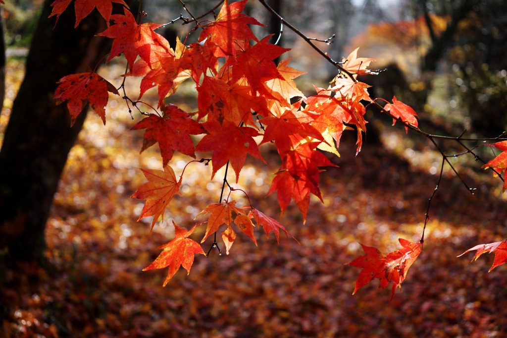 最後の紅葉_f0138305_214382.jpg