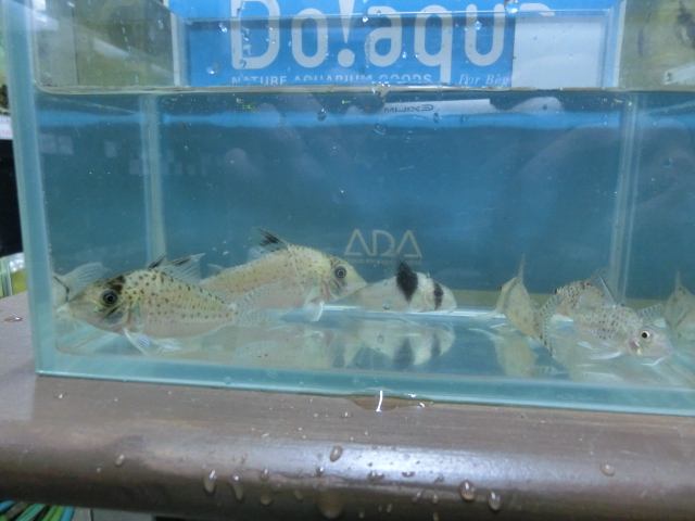 ペルー産レアコリ、揃い踏み!_b0141806_3551438.jpg