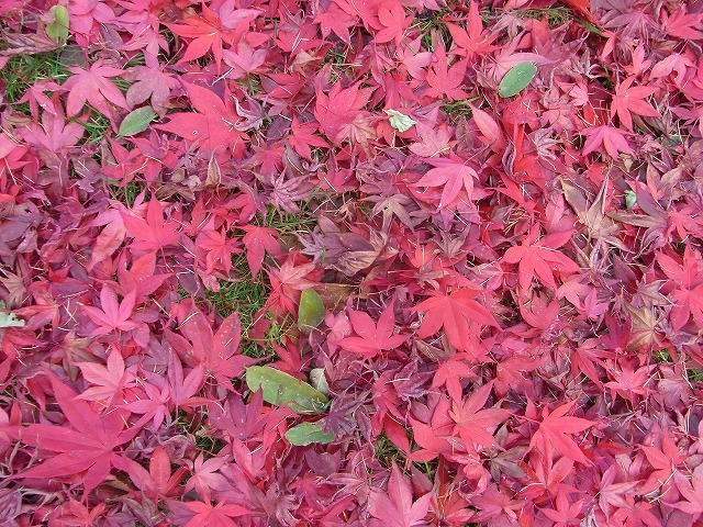 最後の紅葉をパチリ_a0183811_145873.jpg