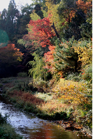 紅葉たより6　紙屋川の紅葉_e0048413_1921461.jpg