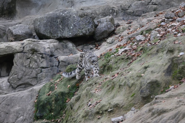 Zoo Zurich〜Snow Leopard〜_d0348915_20575978.jpg