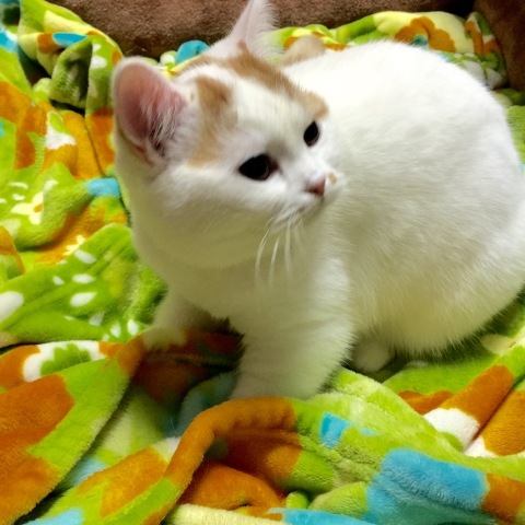 すもものこだわり_b0340621_12453057.jpeg