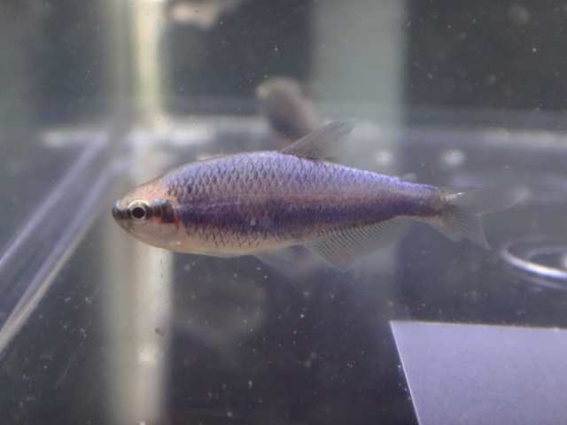 151112　熱帯魚・金魚・水草・観葉植物_f0189122_12522754.jpg